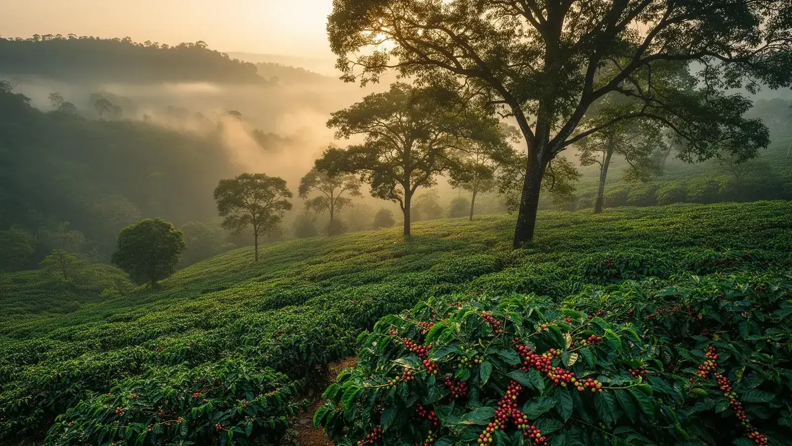 PKC Coffee plantation in the Shevaroy Hills at sunrise